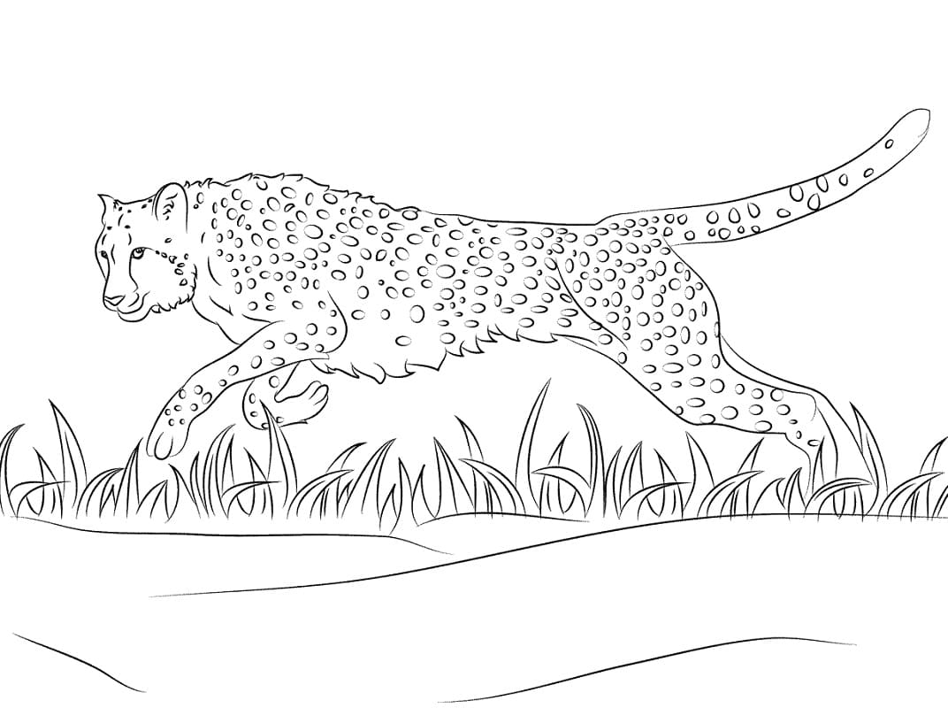 Coloriage guépard 1