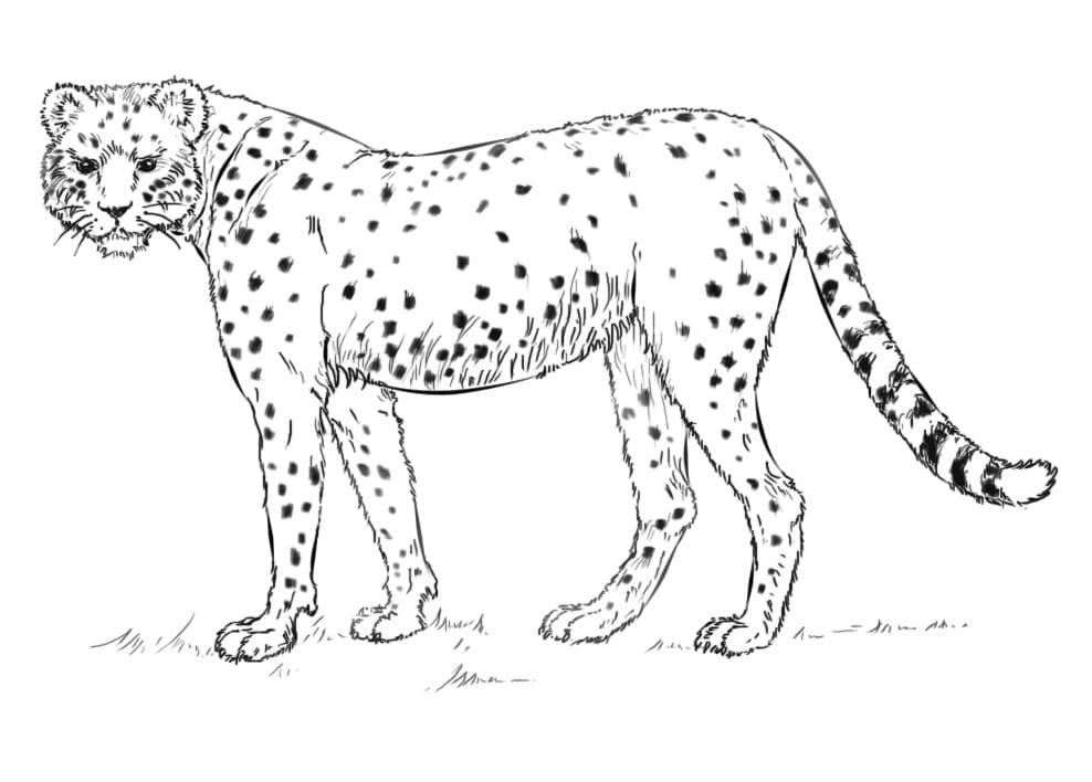 Coloriage guépard 2