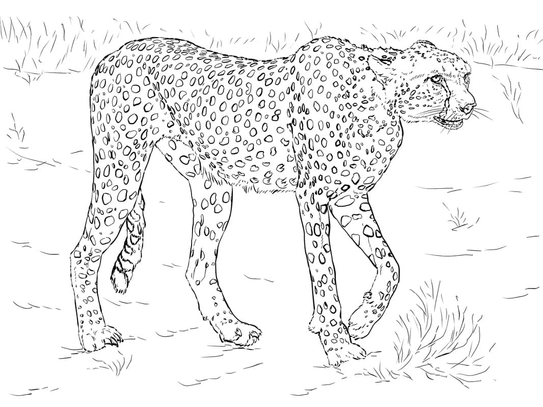 Coloriage guépard 3