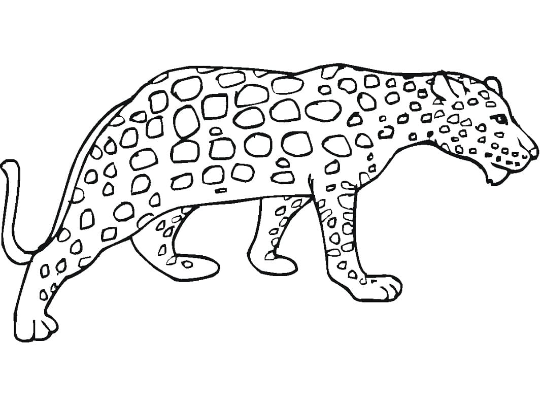 Coloriage guépard 4