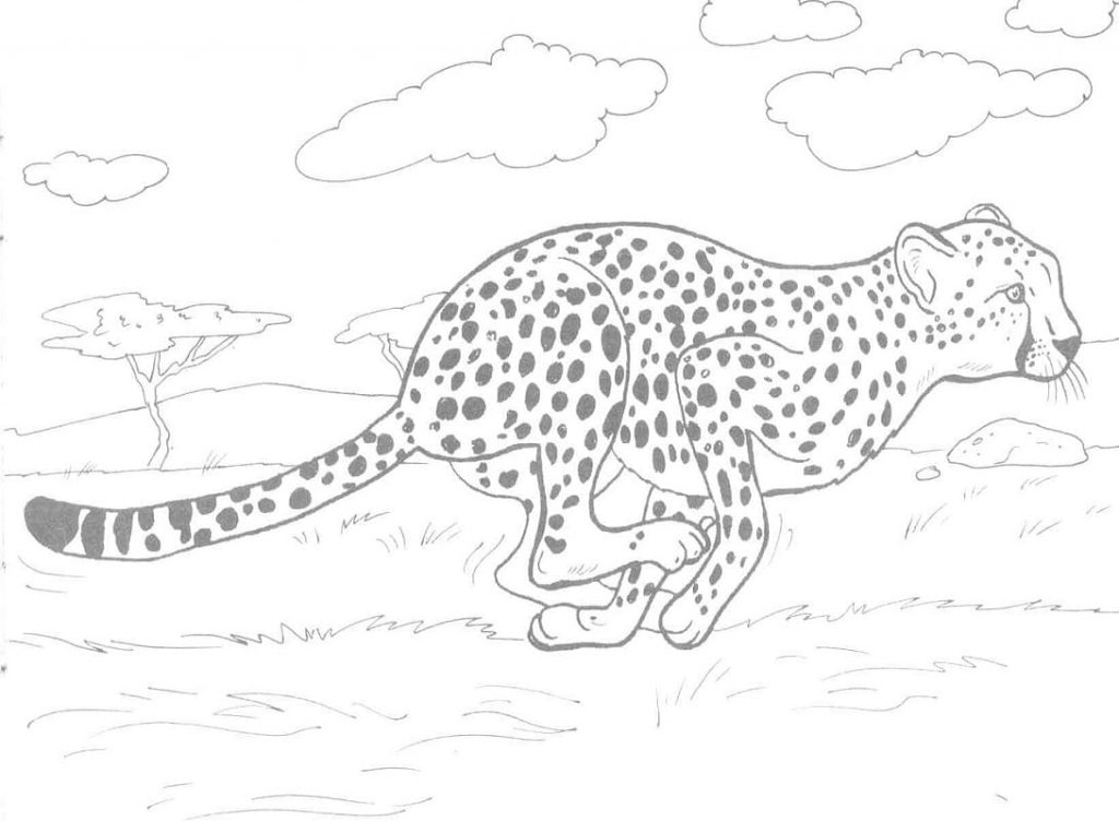 Coloriage guépard courant à imprimer