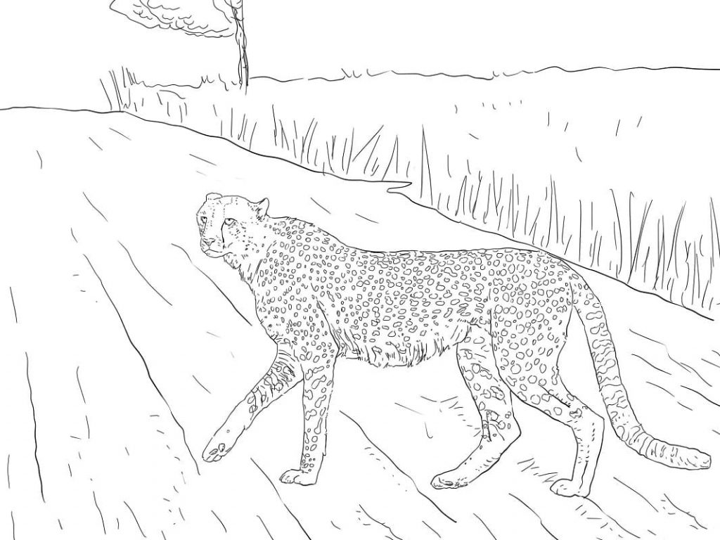 Coloriage guépard d’afrique à imprimer