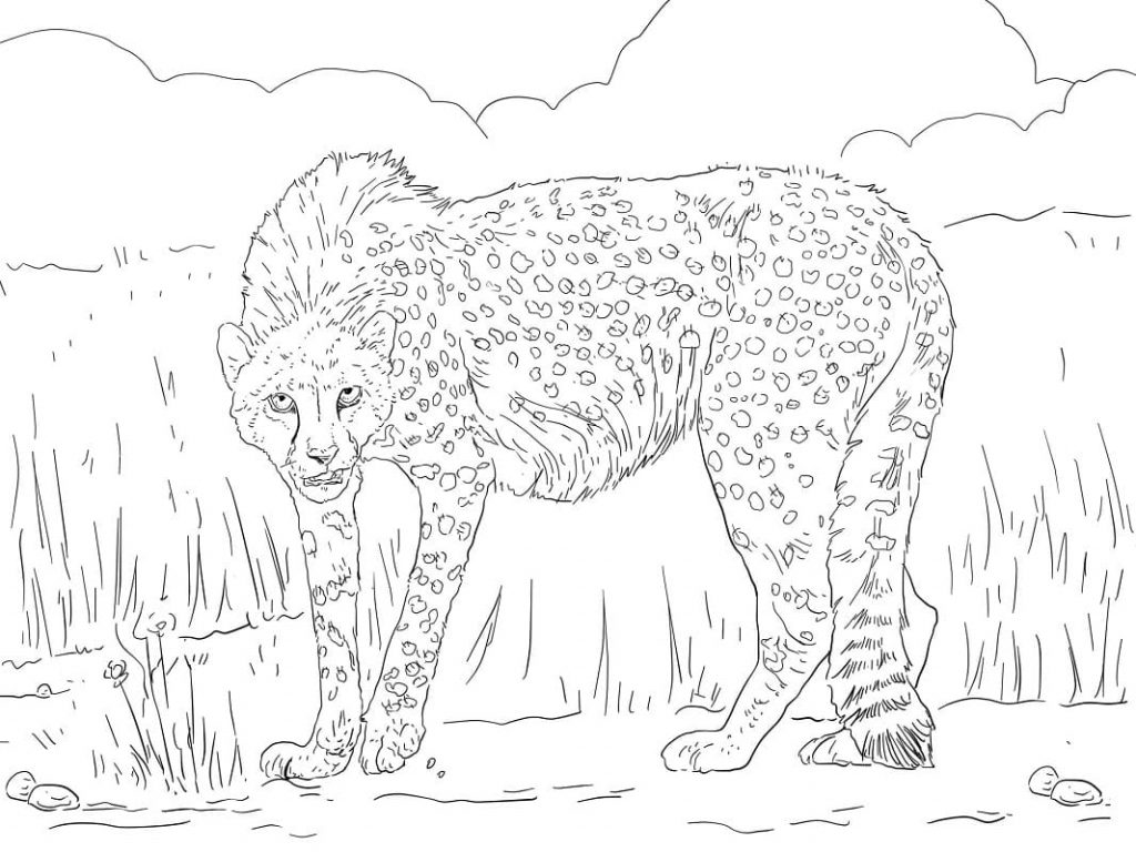 Coloriage guépard d’asie à imprimer