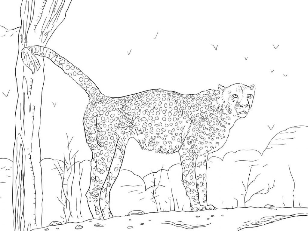 Coloriage guépard de namibie à imprimer