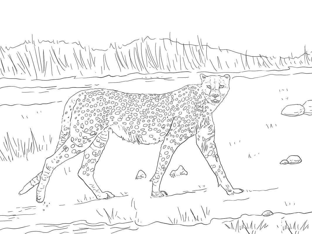 Coloriage guépard de tanzanie