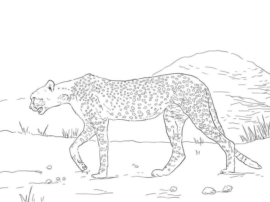 Coloriage guépard du sahara à imprimer