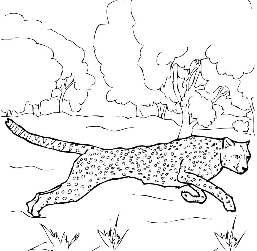 Coloriage guépard qui court 1