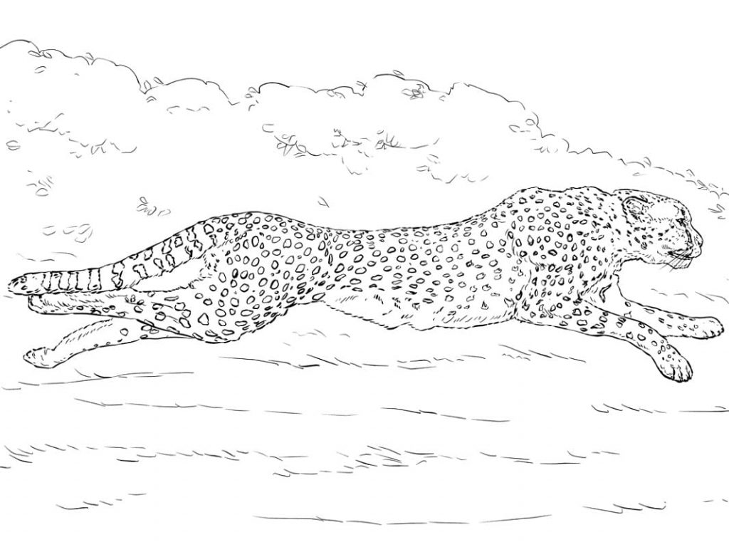 Coloriage guépard qui court à imprimer