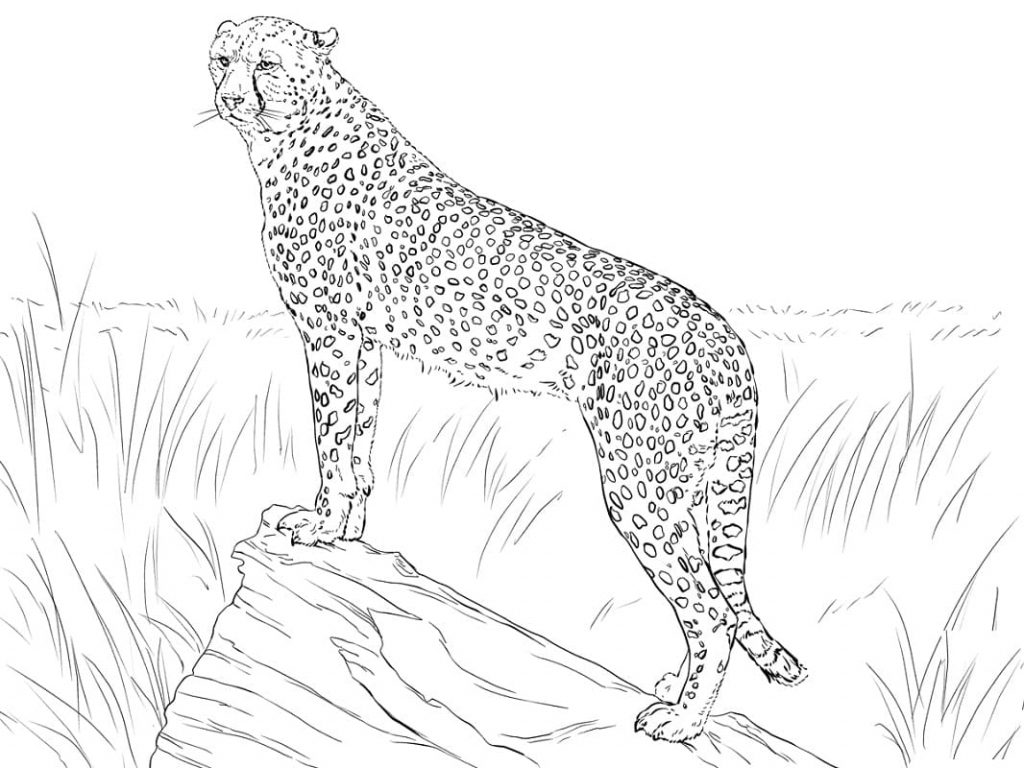 Coloriage guépard qui observe une proie à imprimer