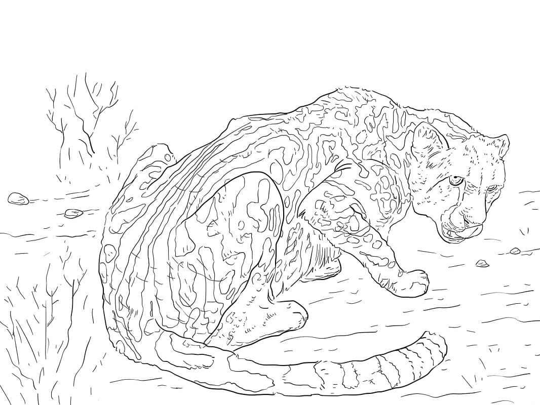 Coloriage guépard royal