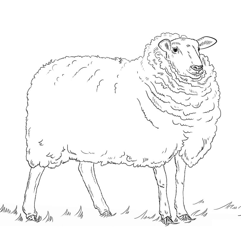 Coloriage Mouton à imprimer