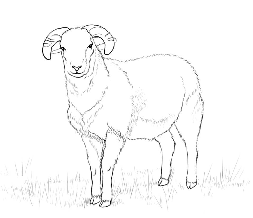 Coloriage mouton 2