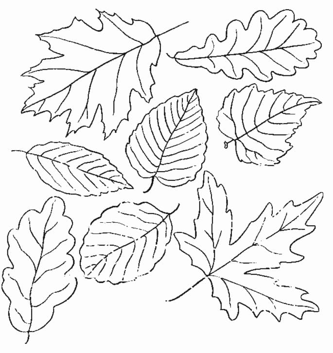 Coloriage feuilles automne 12 à imprimer