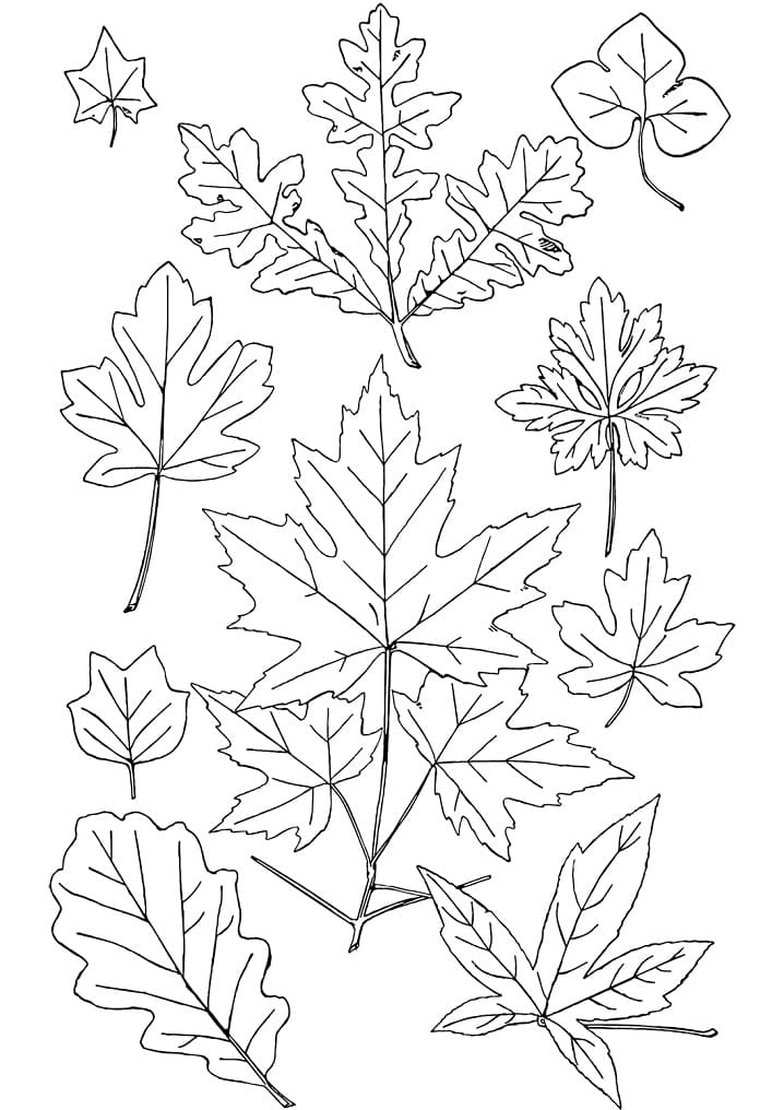 Coloriage feuilles automne 17 à imprimer