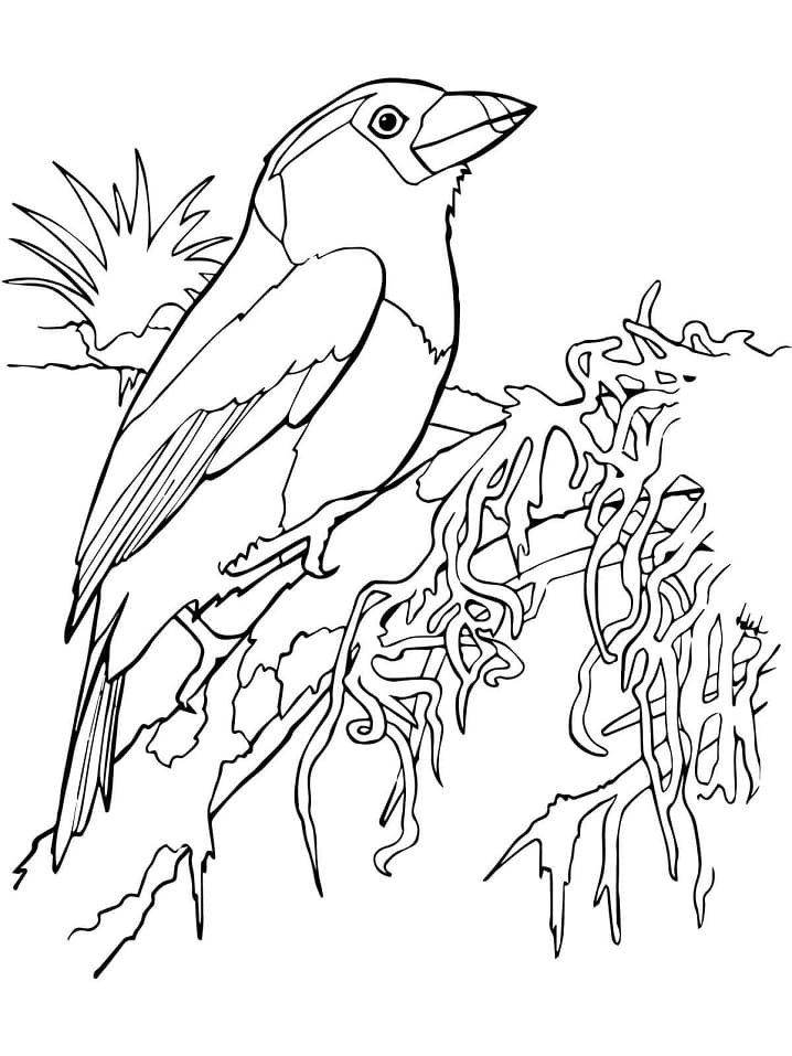 Coloriage cabézon toucan