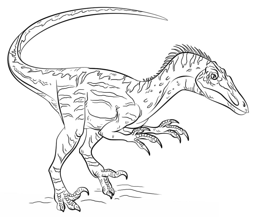 Coloriage dinosaure vélociraptor 6 à imprimer