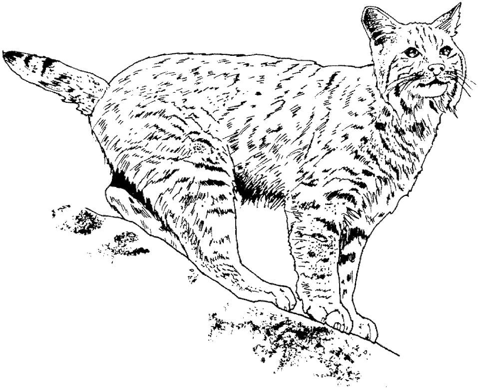Coloriage lynx 1 à imprimer