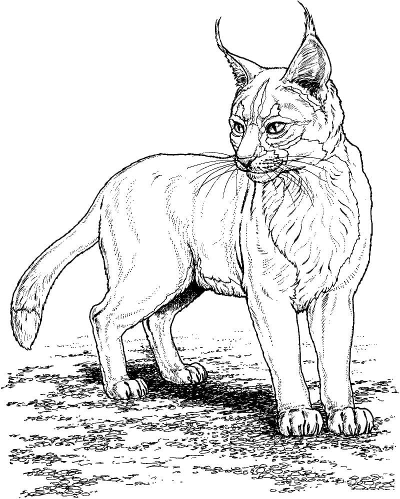 Coloriage lynx 7 à imprimer