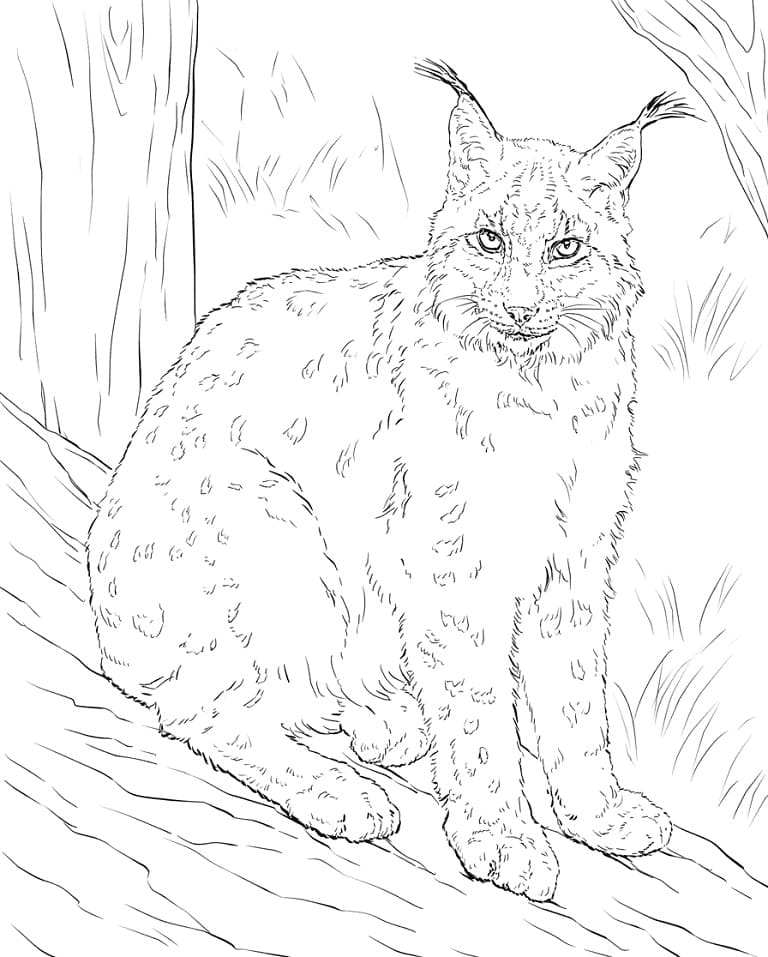 Coloriage lynx boréal à imprimer
