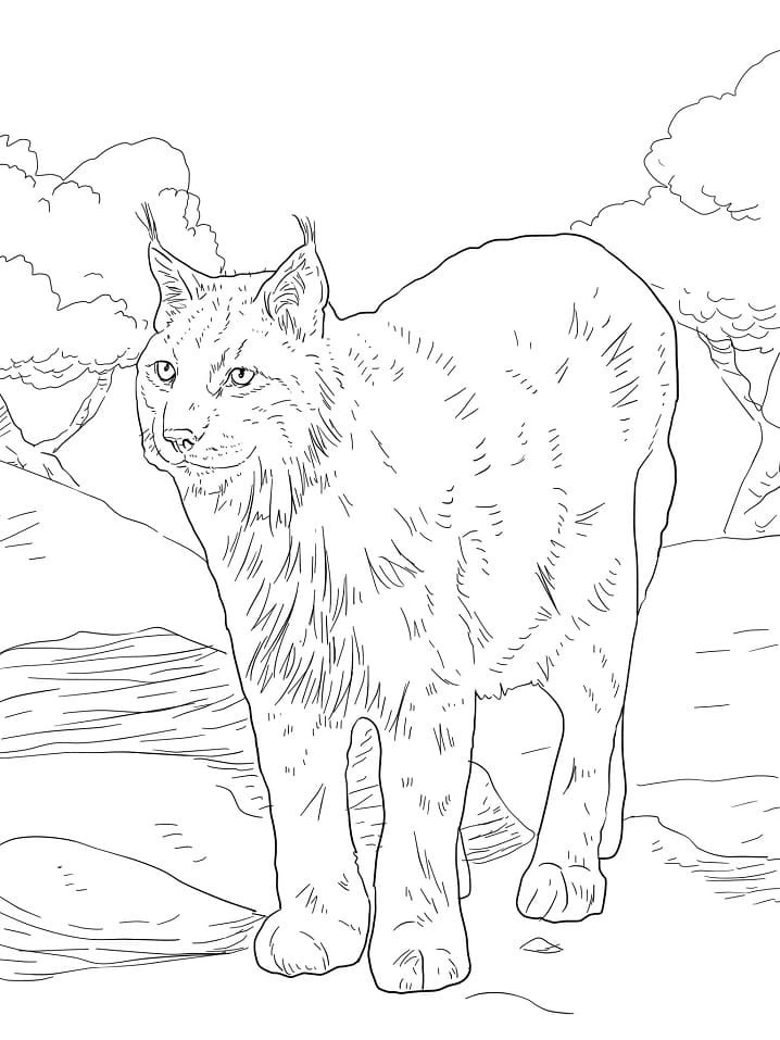 Coloriage lynx d’eurasie à imprimer