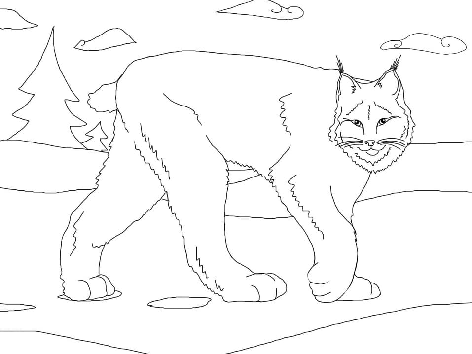 Coloriage lynx du canada mignon à imprimer