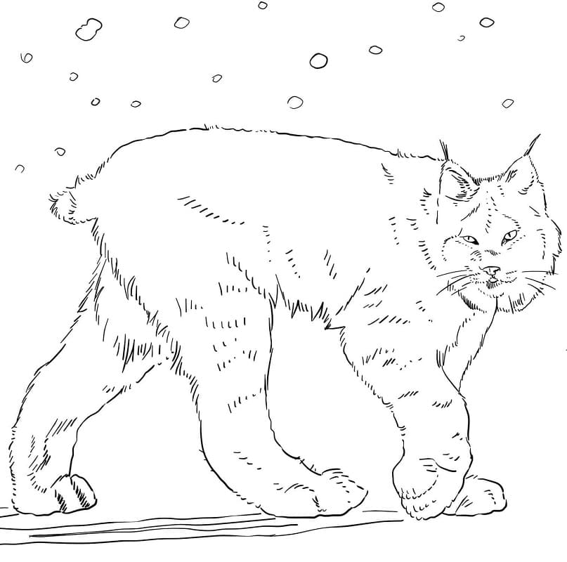 Coloriage lynx du canada sous la neige à imprimer