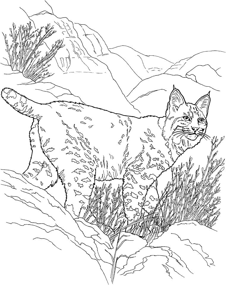 Coloriage lynx du canada à imprimer
