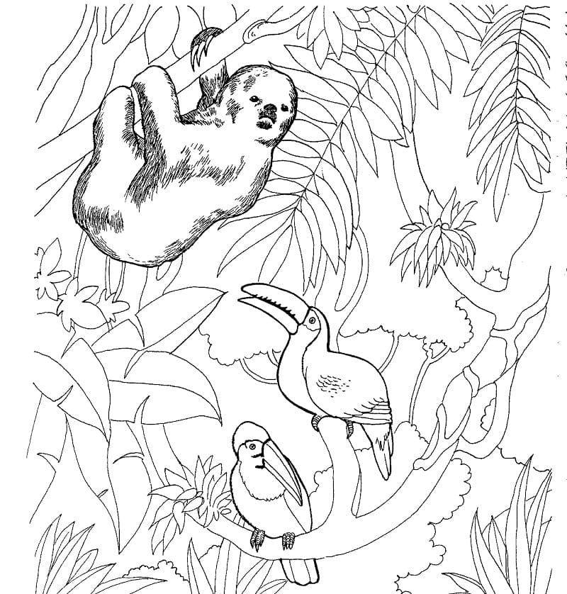 Coloriage paresseux et toucans