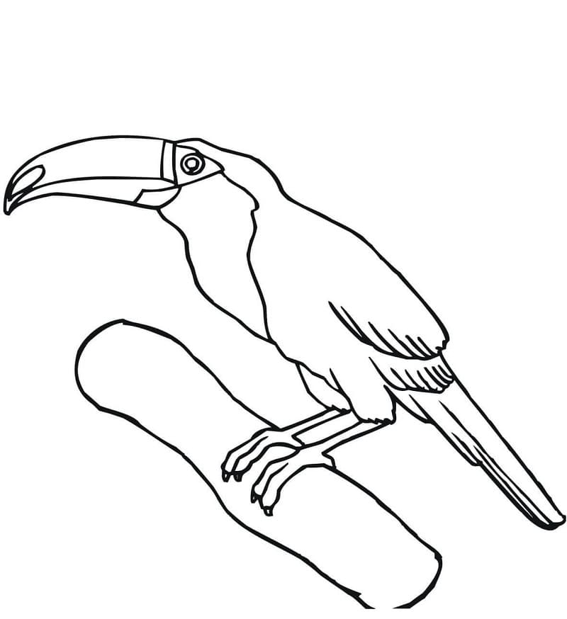 Coloriage toucan 3