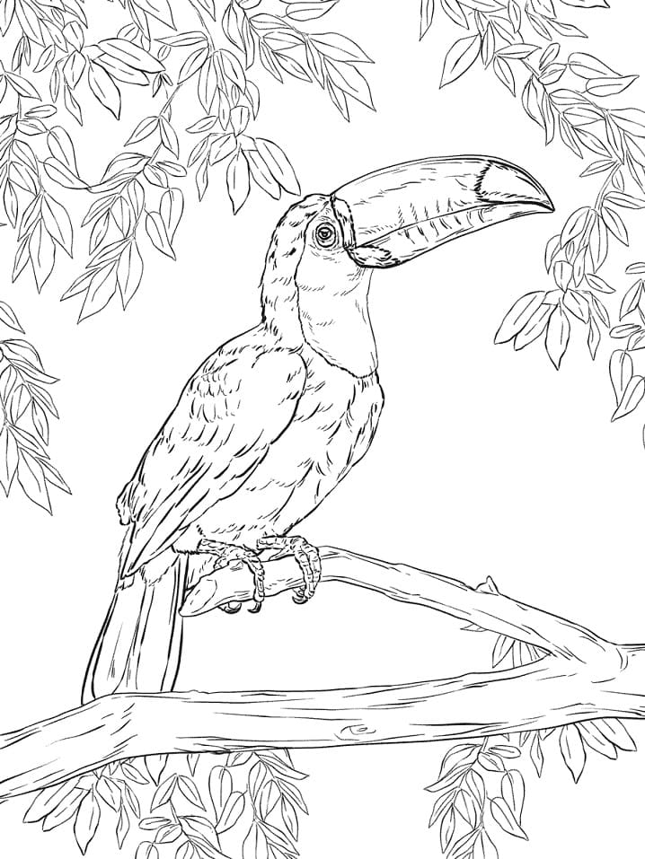 Coloriage toucan 4