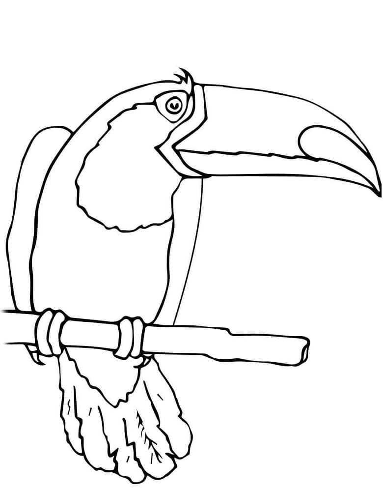 Coloriage toucan 5