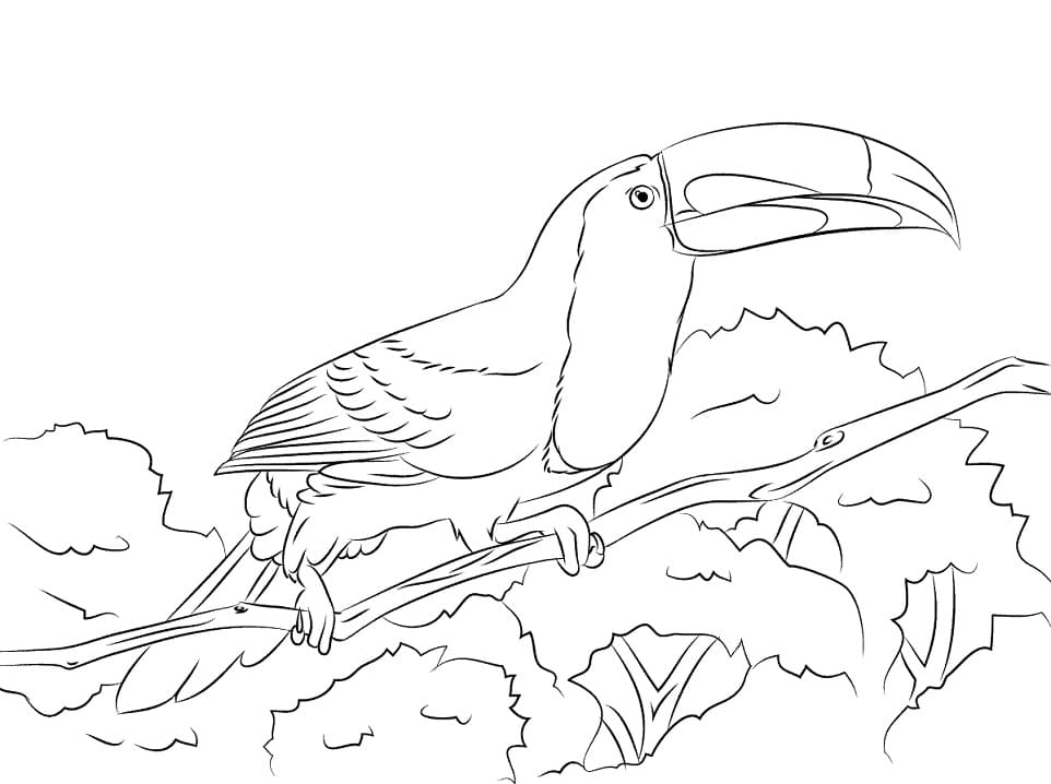 Coloriage toucan à carène perché