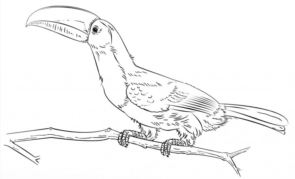 Coloriage toucan à carène sur la branche à imprimer