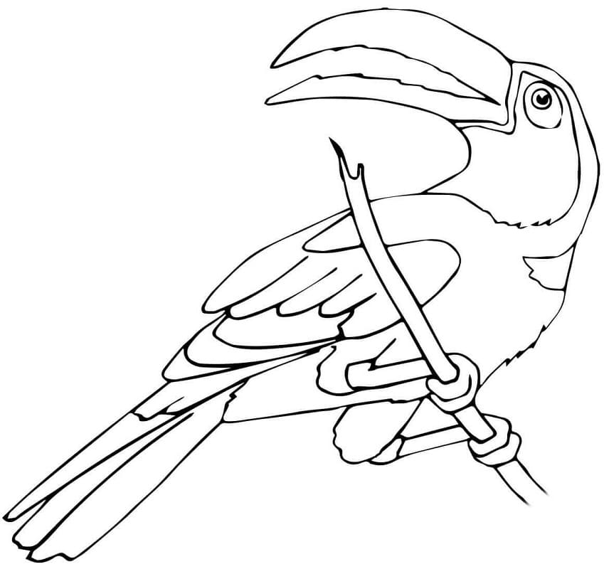Coloriage Toucan à imprimer
