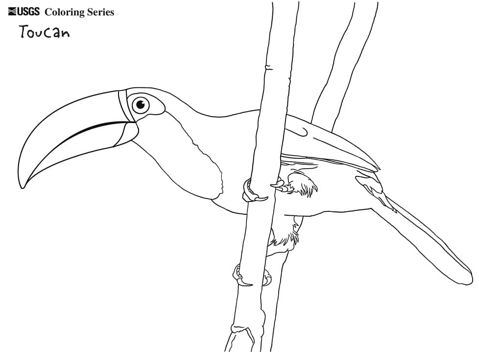 Coloriage toucan toco