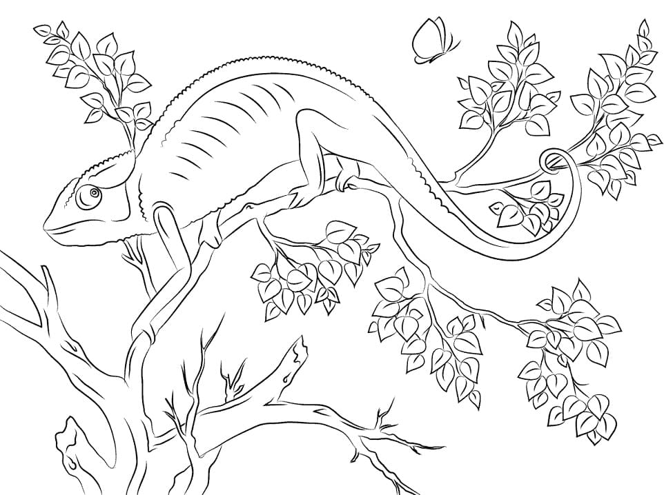 Coloriage adorable caméléon