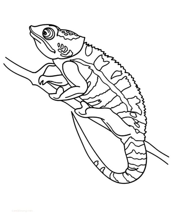 Coloriage beau caméléon