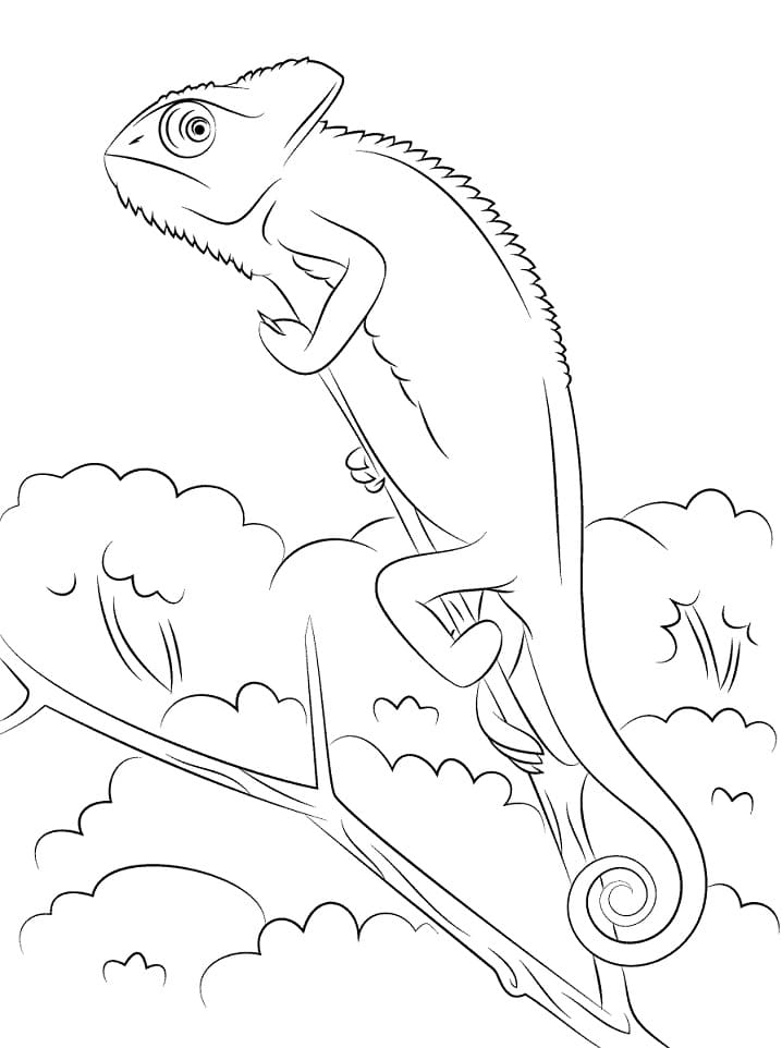 Coloriage caméléon casqué du yémen