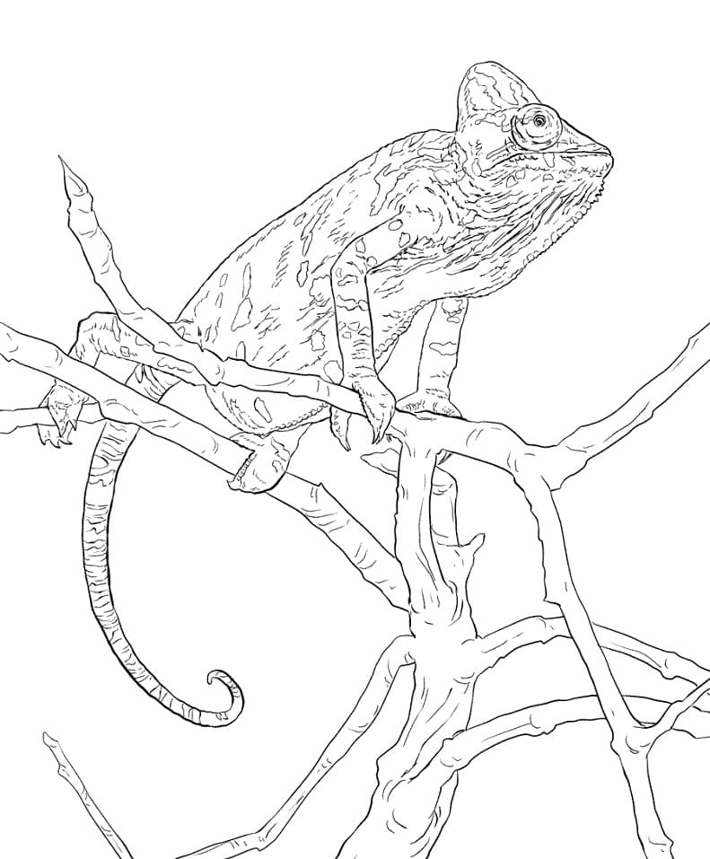 Coloriage caméléon casqué réaliste