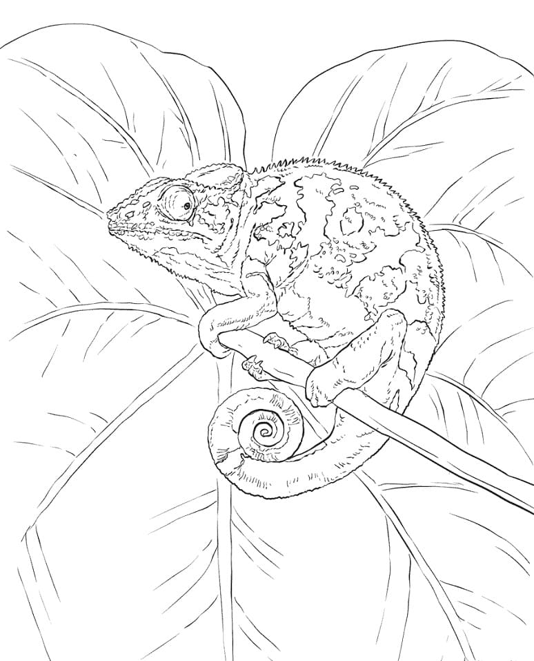 Coloriage caméléon dans un arbre