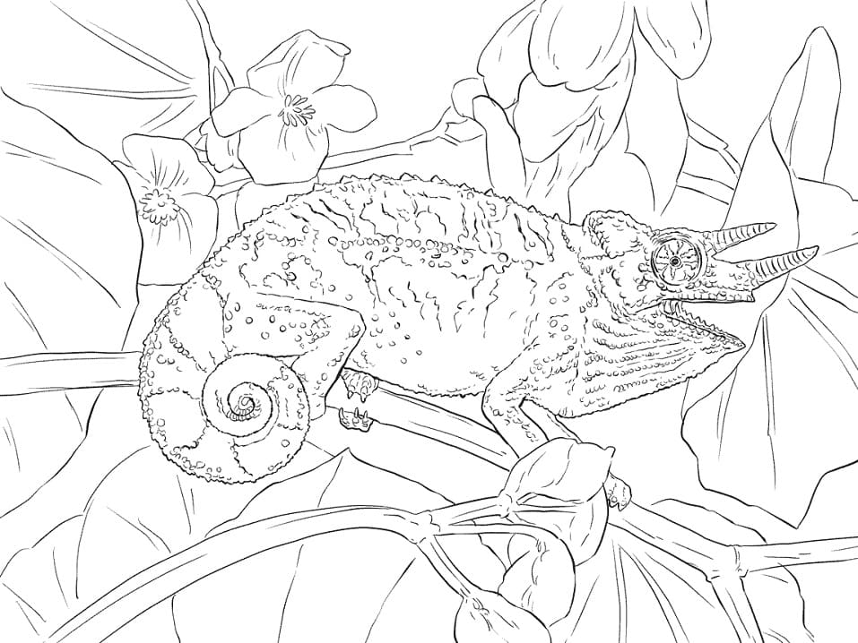 Coloriage caméléon de jackson