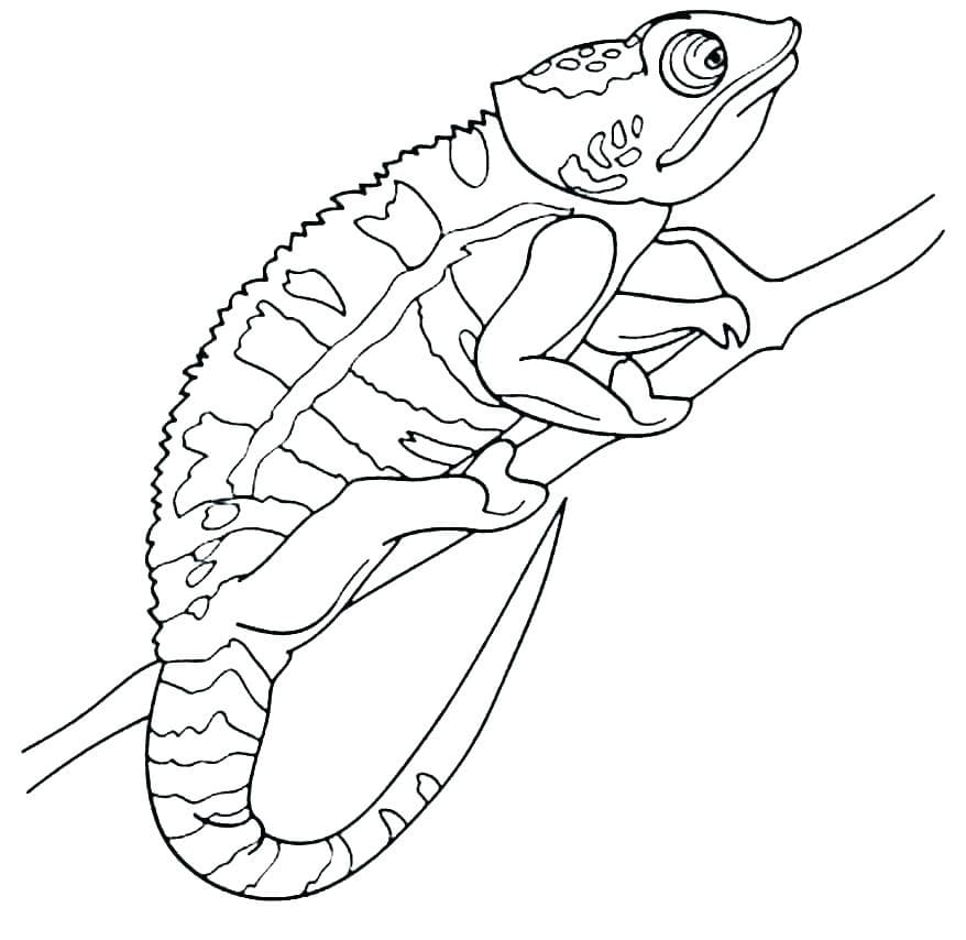 Coloriage Caméléon à imprimer