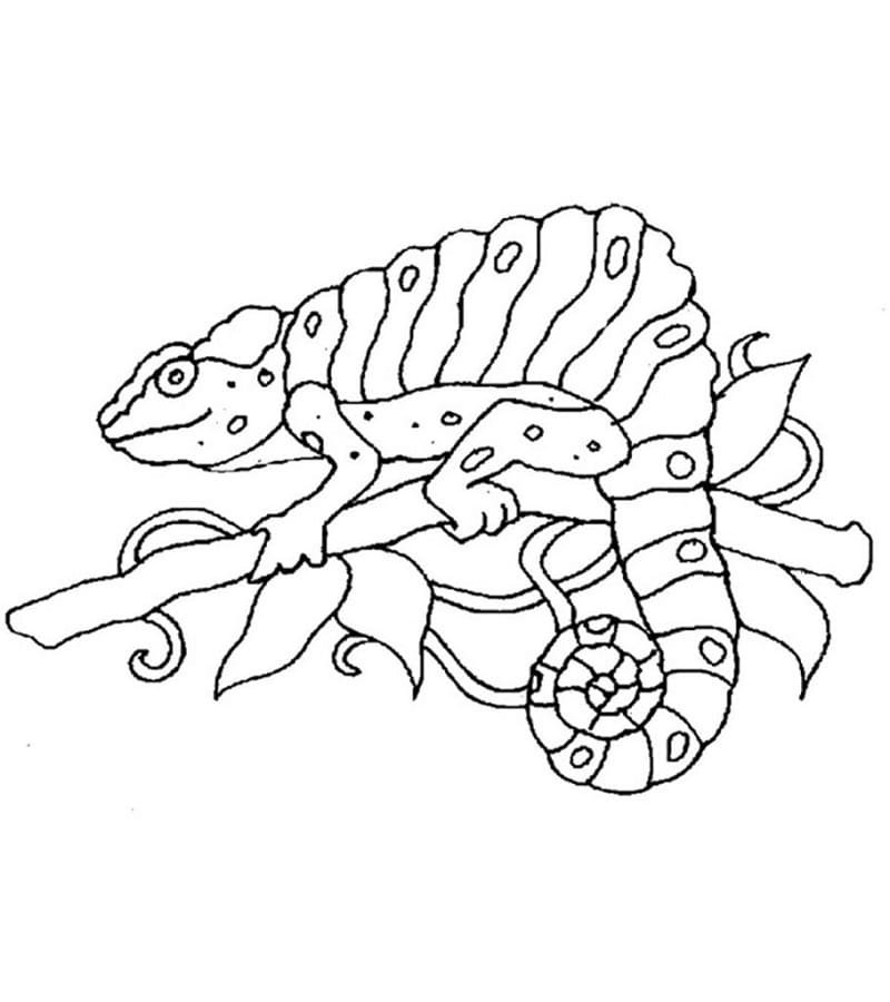 Coloriage caméléon merveilleux