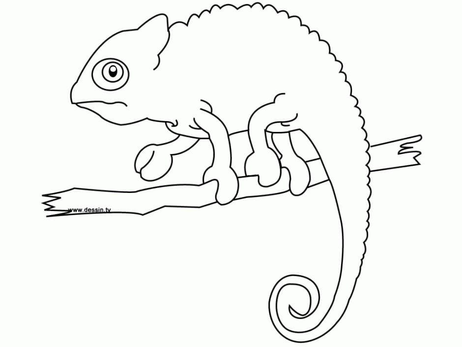 Coloriage caméléon simple