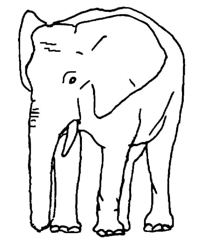 Coloriage éléphant normal à imprimer