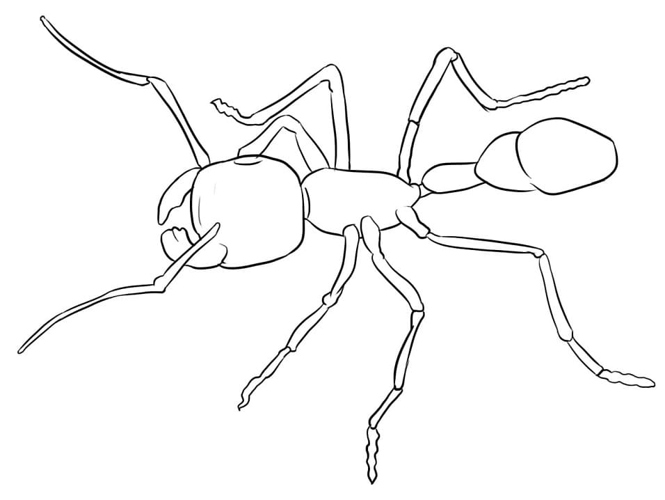 Coloriage fourmi normale à imprimer