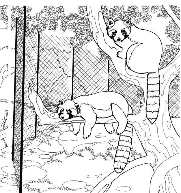 Coloriage Panda roux Au Zoo