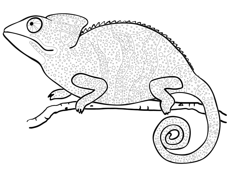 Coloriage un caméléon