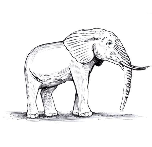 Coloriage vieil éléphant