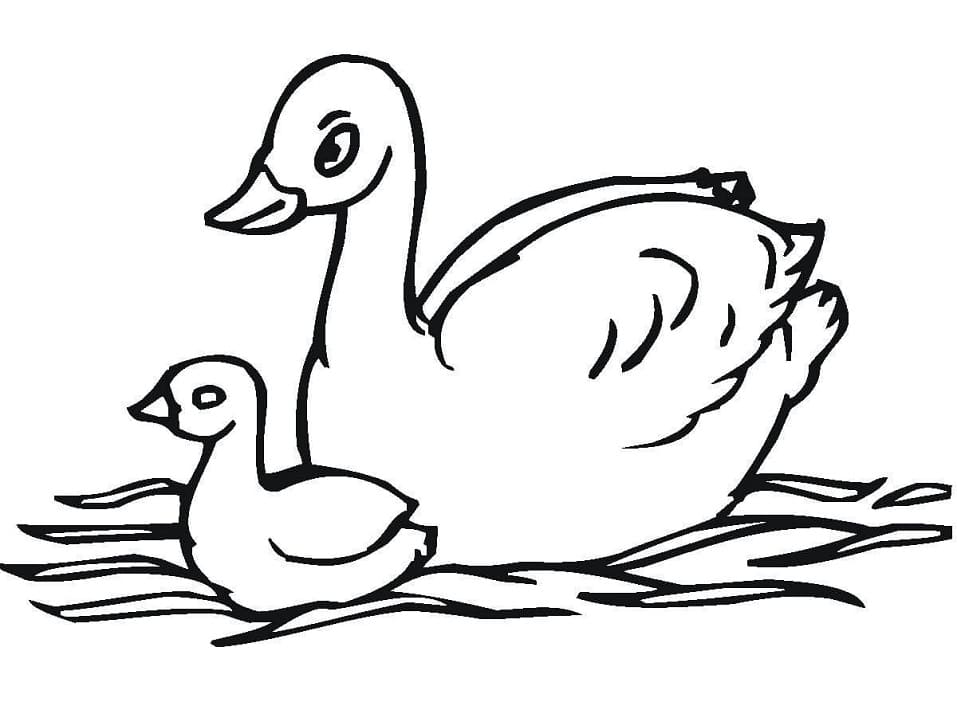 Coloriage famille de cygne à imprimer